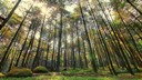 Hutan Pinus Mangunan